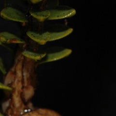 Causal Assignation (Stem 01r7)