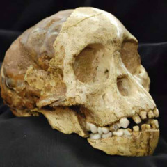 Taung Child