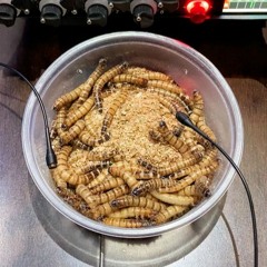 Field Recording of a Live MealWorms