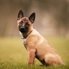 Belgian malinois stud sales service