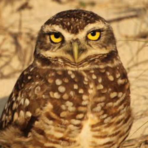 SANDMAN x ALL I NEED Mash