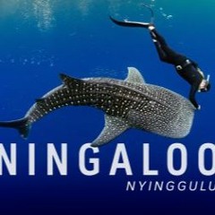 Hypnotising Whale Sharks and saving Ningaloo Reef with Tim Winton