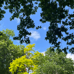 i could love the trees