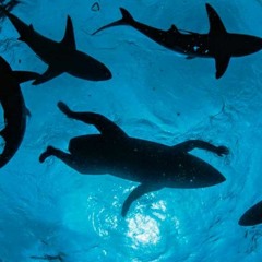 Pool Of Sharks
