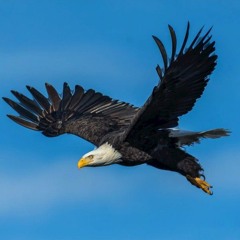Eagle(fly) prod. by D. Linhoff