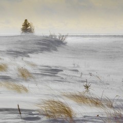 Arctic Wind