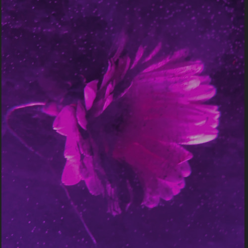 Close To The Fence But Not On It (ver6)