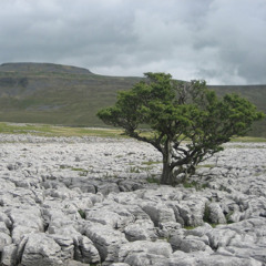 COSMIC DREAM CLUB - Limestone Pavements
