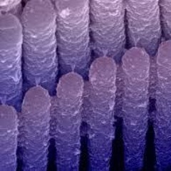 Stereocilia