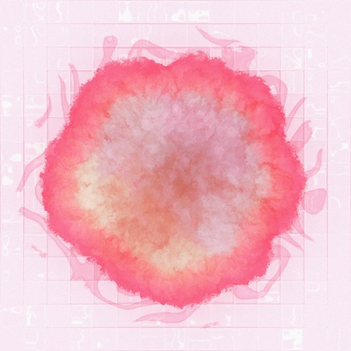 dianthus
