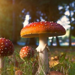 Is a fungus intelligent?