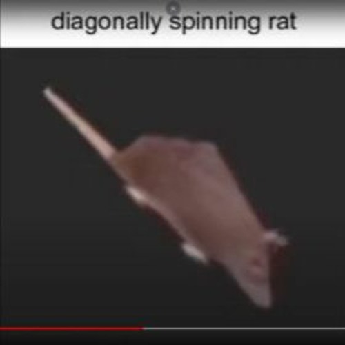 Diagonally Spinning Rat funny meme