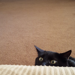 I am the brother (2016)