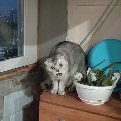 ПЕСНЯ ПРО ЕДУ (remix) by dj mashenka