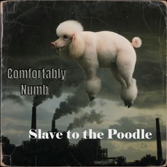 Comfortably Numb