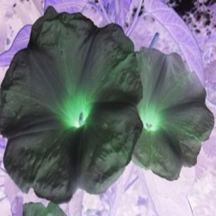 🟩 ガラス希望 。[RENIBAL]