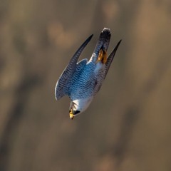 Peregrine Falcon