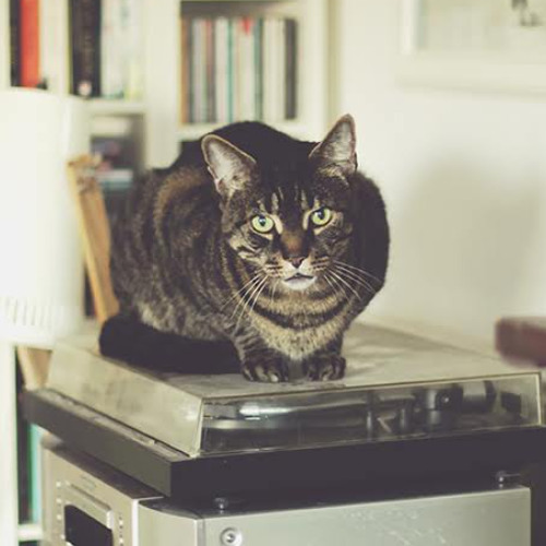 Danté of the Moonbeam Paw