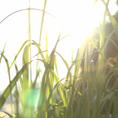 秋の林の顔 Mix１