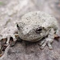 Evening Chorus of Gray Treefrogs