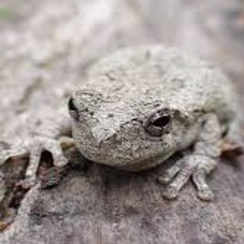 Evening Chorus of Gray Treefrogs