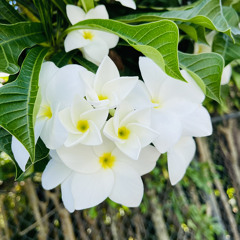 Kuning sasa