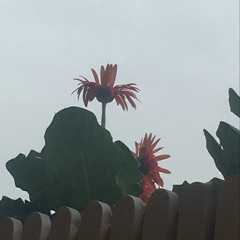 ʙ ᴜ ʟ ʙ ɪ 🌷