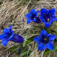 unitedstatesofmongolia