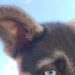 iceB. - dont go ft  lxxney