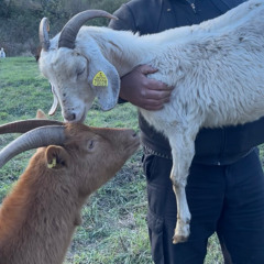 J'ai toujours rêvé d'être une chèvre