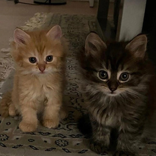 TORONTOKYO pavshiy pyatno feat. txngod мы играем в баскет