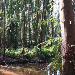 Birds of the Tra Su Mangrove
