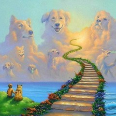 dog heaven