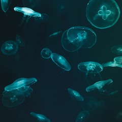 Bioluminescence