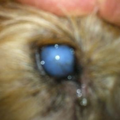 Best Dog Cloudy Eye Treatment Reviews
