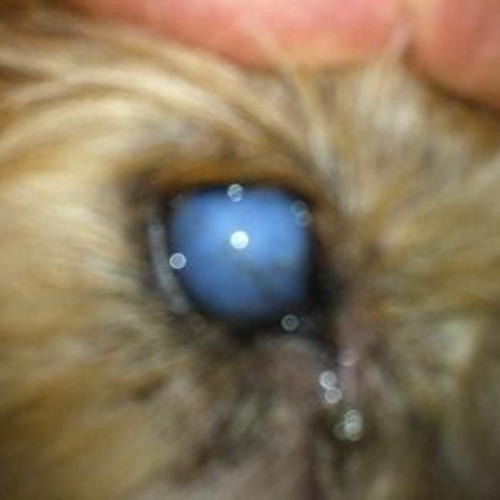 Best Dog Cloudy Eye Treatment Reviews