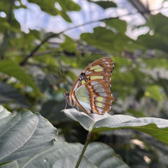 Vlinder (Poppenkast)