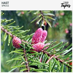 Hast - Spruce