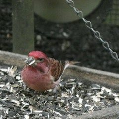 A Song Dedicated to the Purple Finch at My Bird Feeder