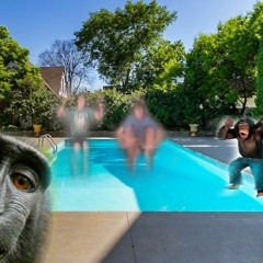 funny monkey pool party