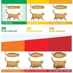 chonk chart