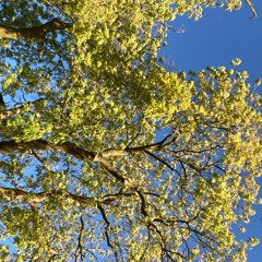 lifeontheline (p. michael rose)