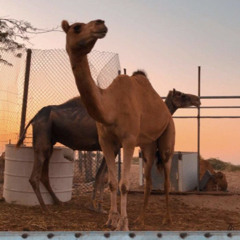 ˼ لا نوينا ماينوينا الضباعي ˹