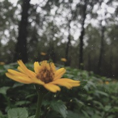 Đừng Buồn Đã Có Anh