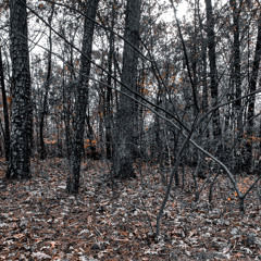 books + bxnes (perc40)