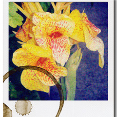 Come Pick Me Up (Ryan Adams Cover)