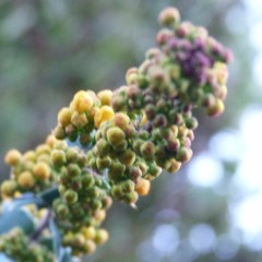 Jorge Drexler Fusión Cover.mp3