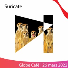 Suricate | Globe Café | 26 mars 2022