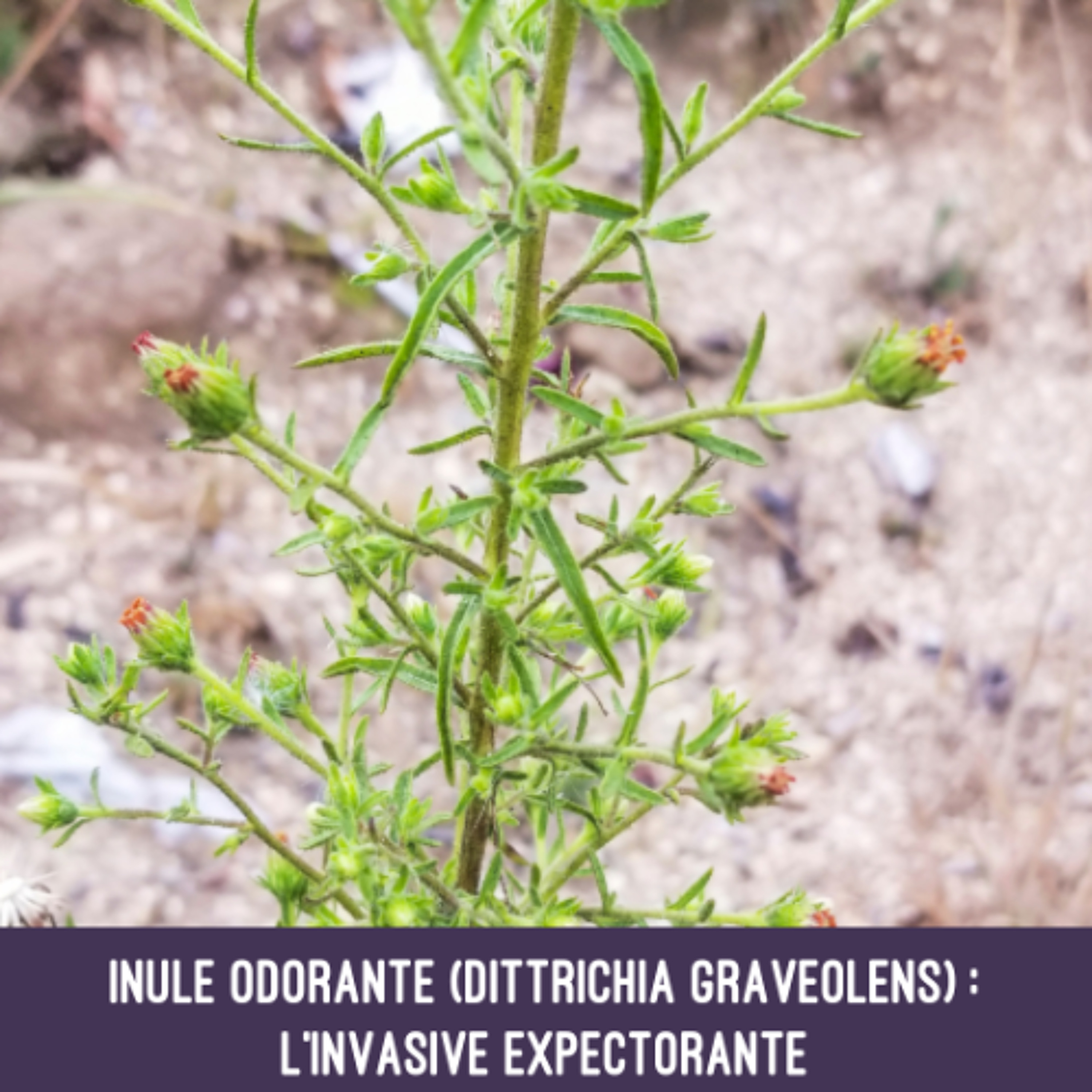 Inule odorante (Dittrichia graveolens) : l’invasive expectorante