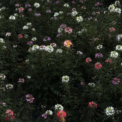 유이카(Yuika) - 좋아하니까(Sukidakara) cover